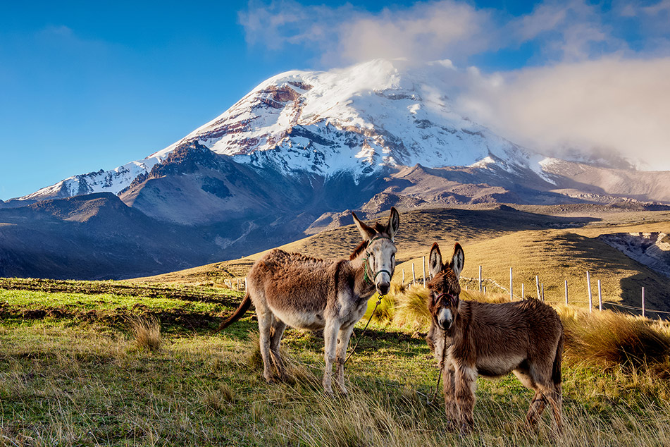 A pair of donkeys, Ecuador